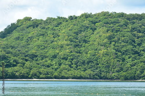 Beach cove covered with trees and mountains