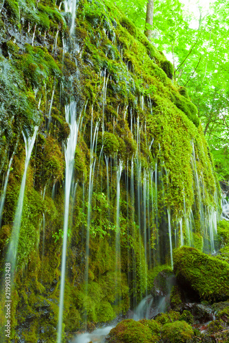 waterfall in the forest