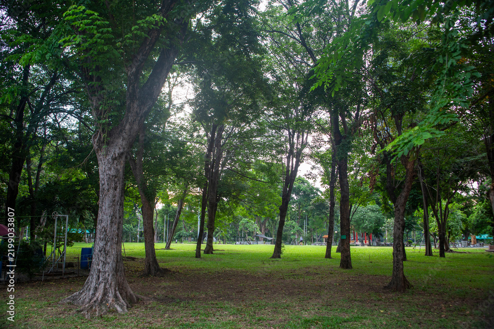 Obraz premium Beautiful nature at morning with sun in big city park