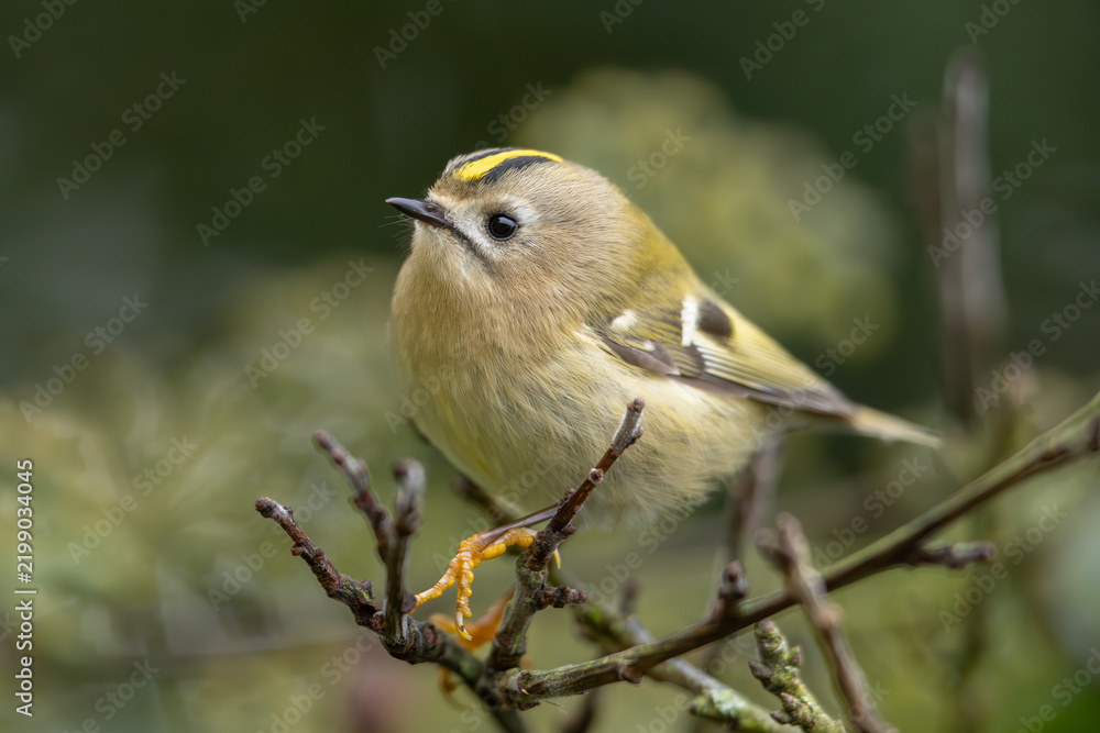 Obraz premium Goldcrest (Regulus regulus) - Wintergoldhähnchen