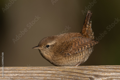 Foto Eurasian wren (Troglodytes troglodytes) - Zaunkönig