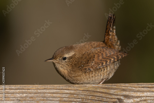 Foto Eurasian wren (Troglodytes troglodytes) - Zaunkönig