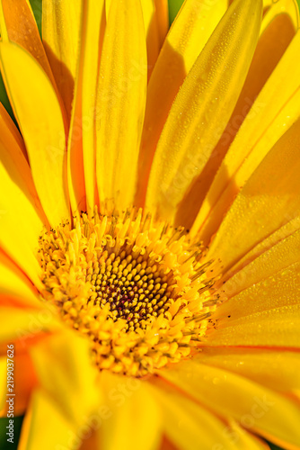 Botanical Macro Series : Fresh young yellow gerbera daisy bloom sparkles with morning dew drops under warm sunlight.