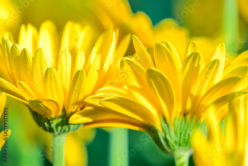 Botanical Macro Series : Vibrant yellow gerbera daisies bloom with fresh morning dew drops in a warm sunlit botanical garden environment.