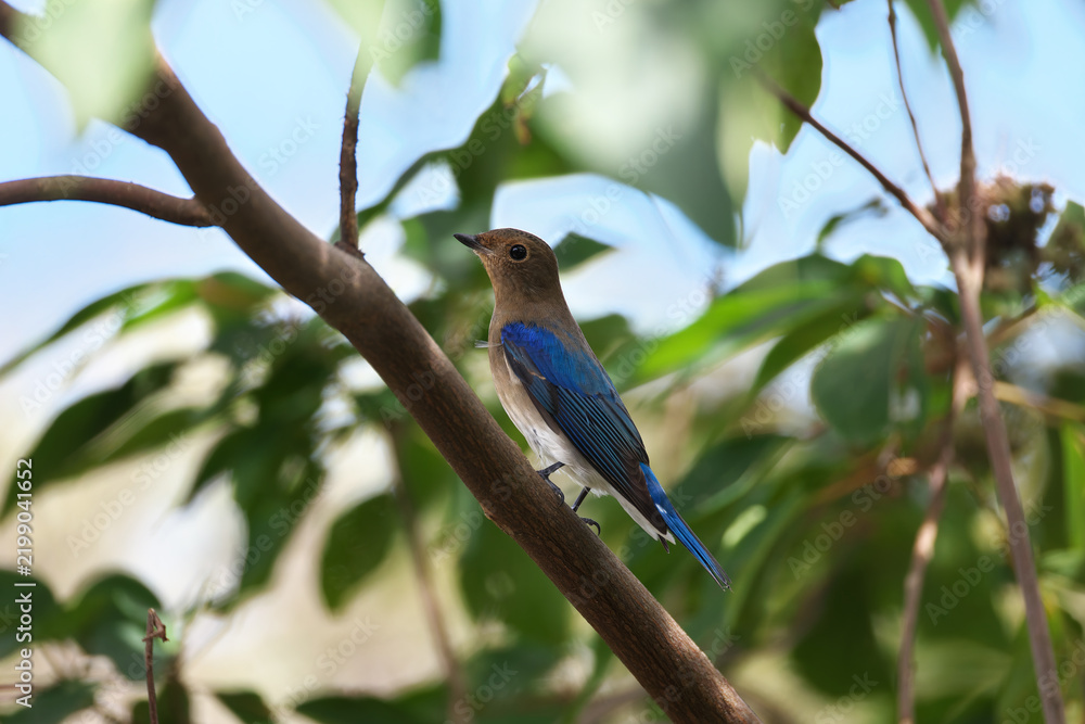 Fototapeta premium An impressive Blue-and-White Flycatcher with a beautiful blue back