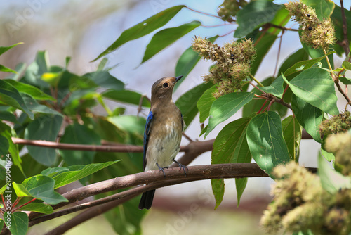 Canvastavla Blue-and-White Flycatcher looking for ripe fruits of Japanese Mallotus, which is