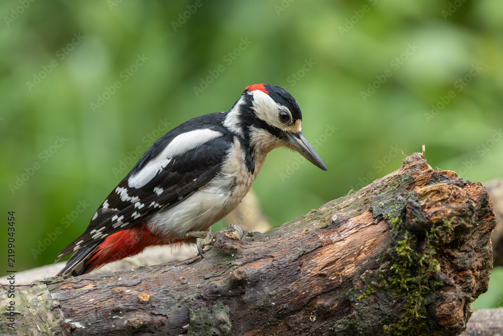 Obraz premium Male Great Spotted Woodpecker Perched on Mossy Log in Green Forest Habitat, Side Profile Shot