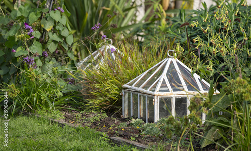 Mini glass cloche cold frame nestled in a cottage garden protects succulents and seedlings among ornamental grasses and flowering plants, evoking rustic charm, plant propagation 