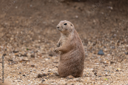 Plakat Black-tailed Prairie Dog
