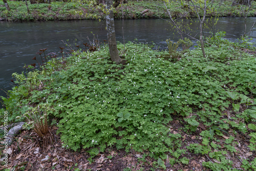 Carpet of white spring flowers along a quiet forest riverbank