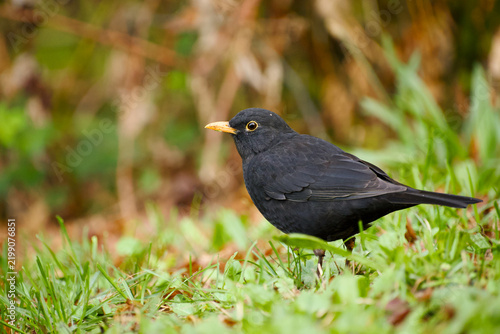 Картината върху платно Common blackbird standing in short green grass, shown in side profile with gloss