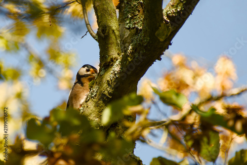 Great spotted woodpecker clinging to a moss-covered tree trunk, partly hidden behind the bark