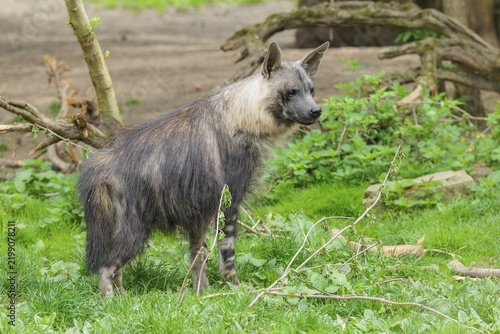 A Brown Hyena (Hyaena brunnea) stands on a green meadow in front of some rotting trees lying on the ground