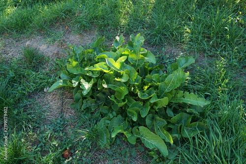 Lush green horseradish plant bush growing in a grassy organic garden under bright spring sunlight. Natural agricultural farming landscape and wild botany for eco gardening blog and rural decor.