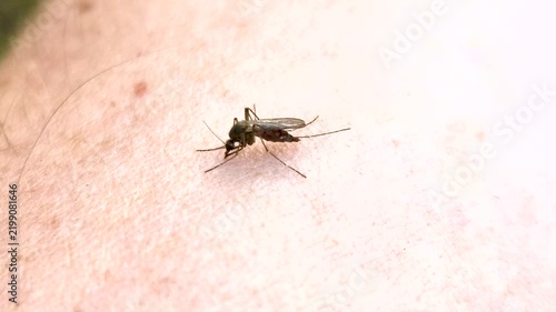 Mosquito female is engorging by human blood.