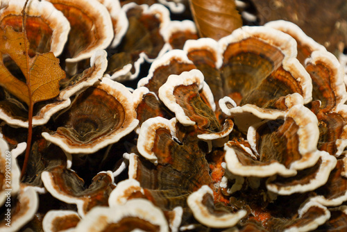Konstfotografi Detailed macro shot of wavy shelf fungi with white edges and brown patterns on tree bark