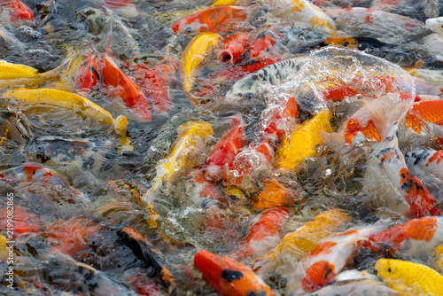 Fotografie A vibrant school of colorful koi fish swimming in clear water