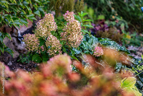Beautiful panicle hydrangea flowers blooming in pink and cream colors in a lush garden bed during autumn
