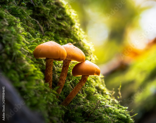 Fotografía Pilze im Herbstwald bei Hildesheim, Deutschland – Natürliche Waldszene mit Herbs
