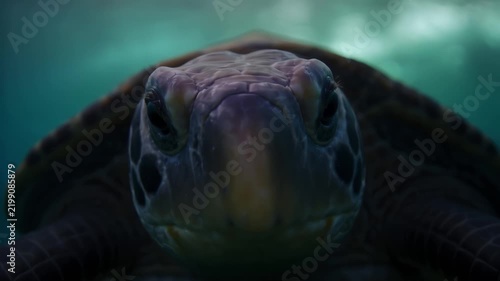 Close Up Front View of Sea Turtle Swimming in Deep Ocean Water. Concept of pristine marine wildlife, healthy aquatic ecosystem.