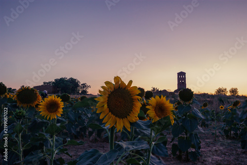 Campos de girasoles.
Estos cultivos son bellas estampas en los campos de verano y contrastan con los atardeceres.