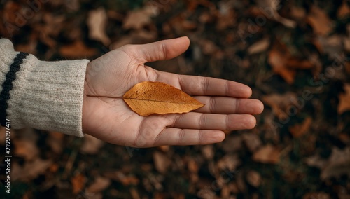 Hand Holding a Dry Leaf in an Outdoor Setting Surrounded by Fallen Leaves