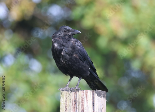 Картината върху платно Carrion Crow, Corvus corone, perched on a post. Suffolk, England.
