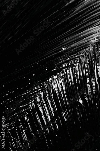 Black and White View of Palm Leaves With Contrasting Light in a Natural Setting