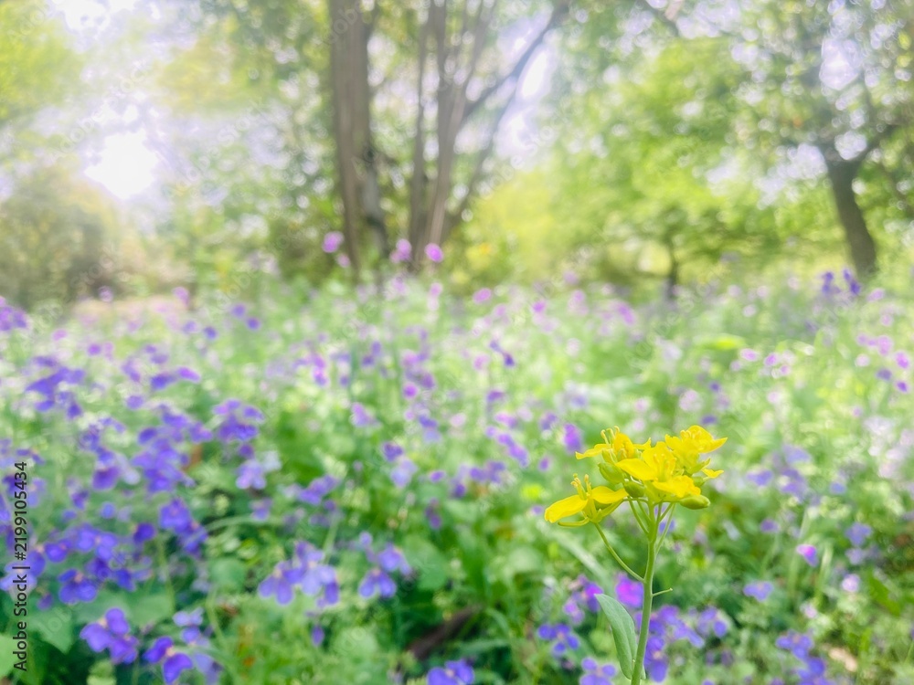 Fototapeta premium Yellow wildflowers blooming among purple flowers in a lush green woodland garden with soft natural light and dreamy bokeh background in spring.