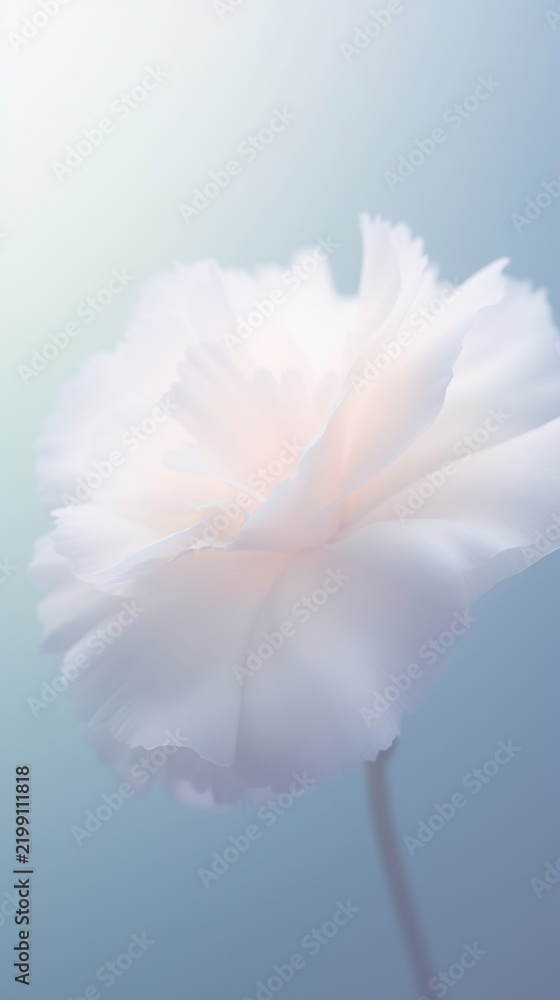Fototapeta premium Blurred gradient white Carnation carnation blossom flower.