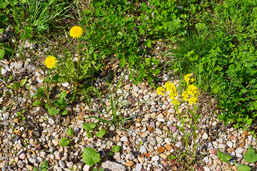 Bright yellow dandelions and wildflowers boldly pop against rugged gravel rocks and lush green weeds in a vibrant rustic patch