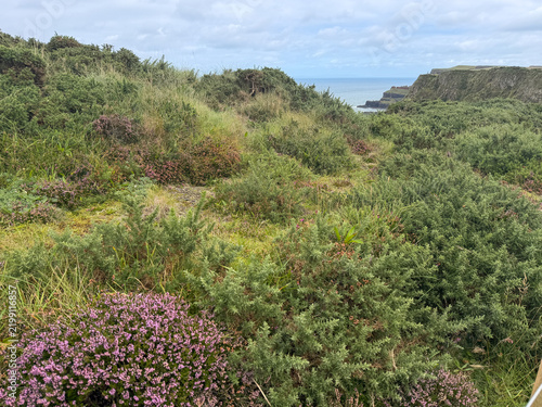 Cuadro en lienzo Purple heather blooms among dense green vegetation with rugged sea cliffs and the Atlantic beyond on the Causeway Coast of Northern Ireland