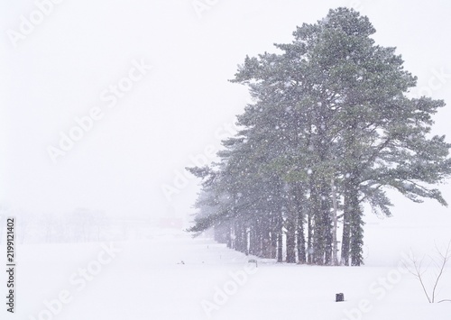 Fotografie Lone snow covered conifer in heavy snowfall on a white winter field