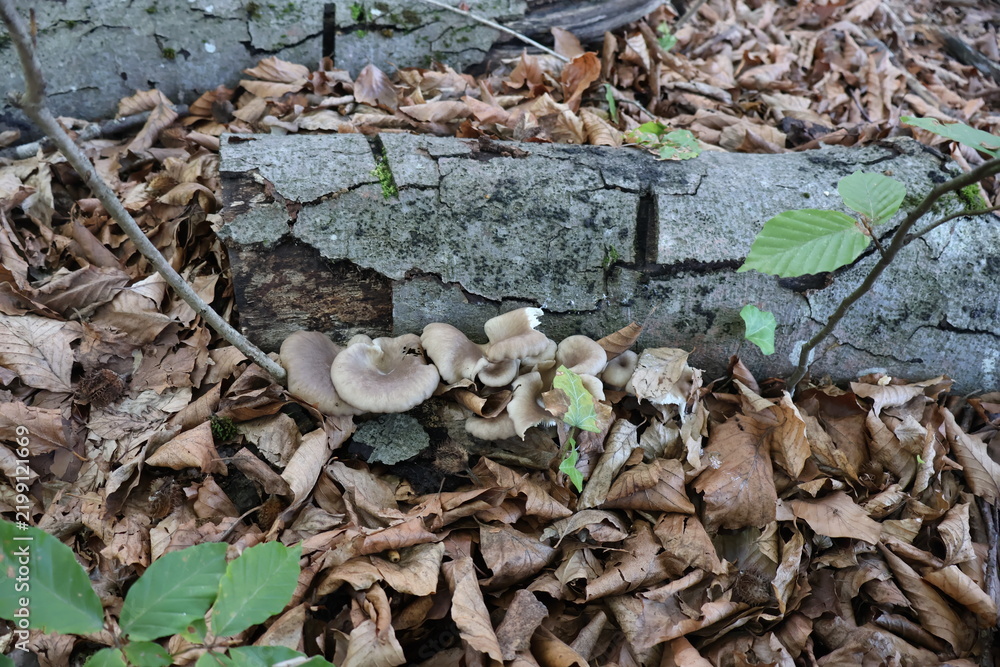 Fototapeta premium Pale oyster mushrooms among fallen leaves (Pleurotus pulmonarius)