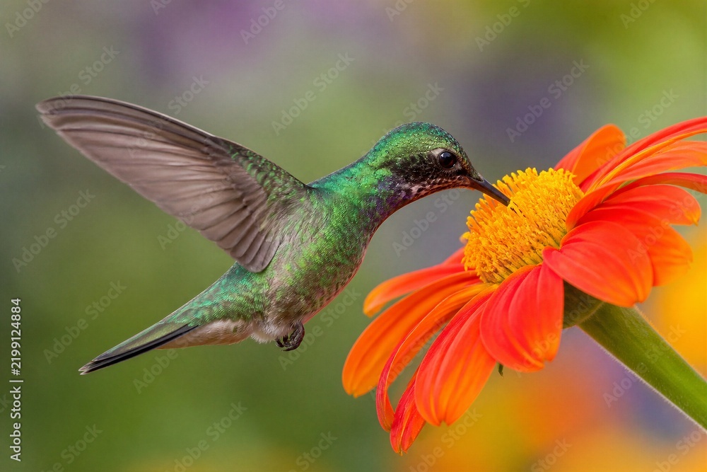Obraz premium Hummingbird feeding from orange flower in garden closeup