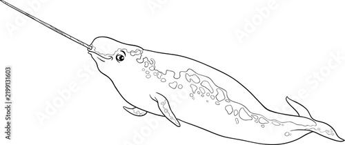 cartoon narwhal sea mammal animal character coloring book