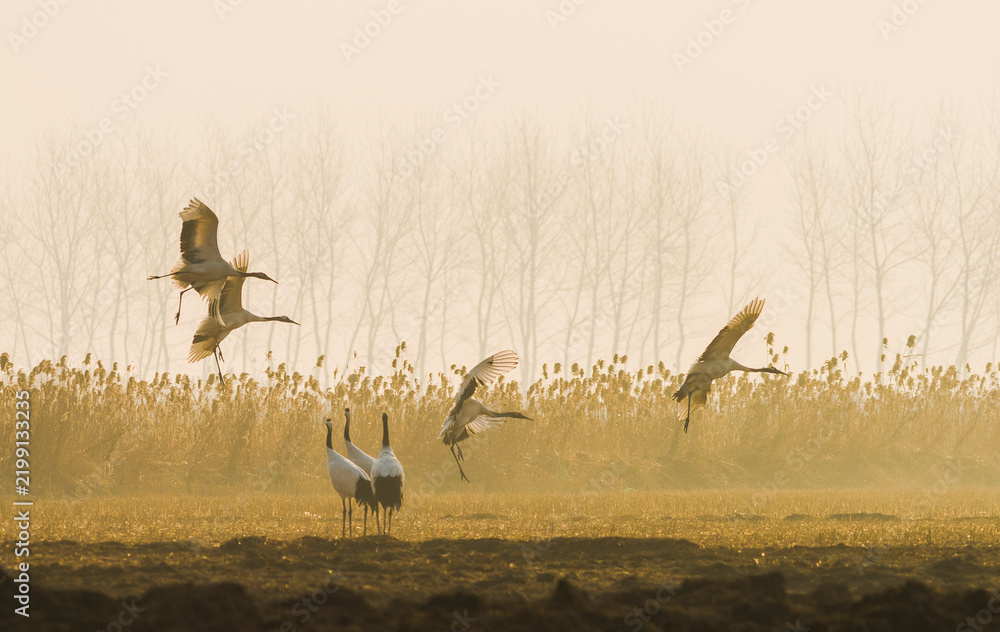 Obraz premium A flock of red-crowned cranes (Grus japonensis) gather, forage and fly over coastal wetlands at the Jiangsu Yancheng Wetland Rare Birds National Nature Reserve in Yancheng, Jiangsu Province, China.