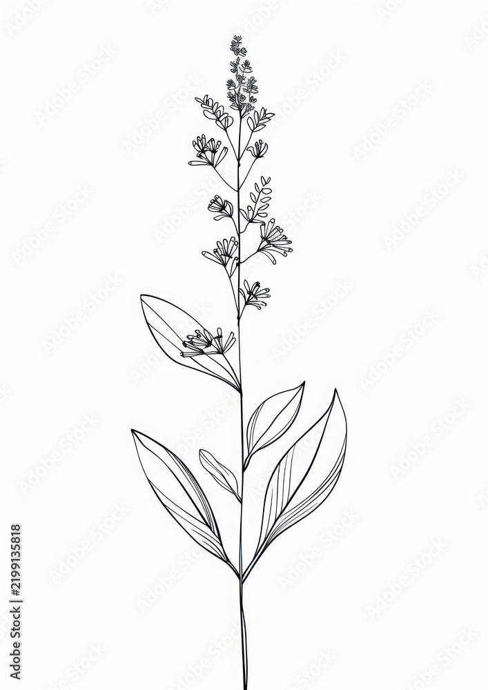 Obraz premium Minimal line art Hand drawn a wildflower for logo illustrated drawing blossom.