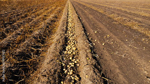 Freshly Harvested Potatoes Lying in Windrow Field Furrow