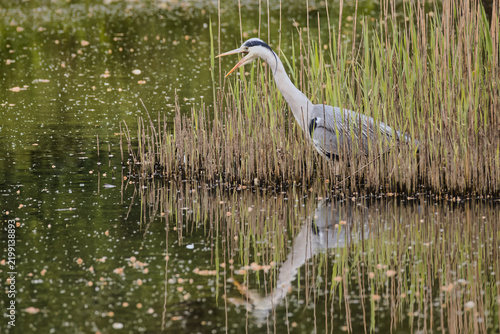 A Grey heron, Ardea cinerea, stands in a wetland marsh with an open beak. Its grey plumage and long neck reflect perfectly on the calm, reed lined water surface