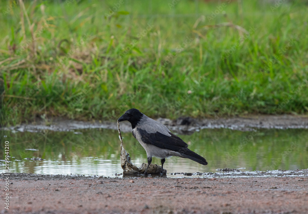 Obraz premium Hooded crow Corvus cornix walks in a mud water puddle looking for food on a grass background. Side view photo of a grey wild bird foraging and hunting for prey in a city park lawn, urban wildlife. 