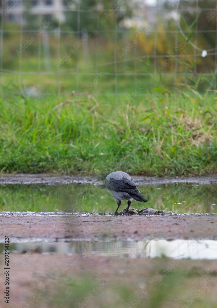 Obraz premium Hooded crow Corvus cornix walks in a mud water puddle looking for food on a grass background. Side view photo of a grey wild bird foraging and hunting for prey in a city park lawn, urban wildlife. 