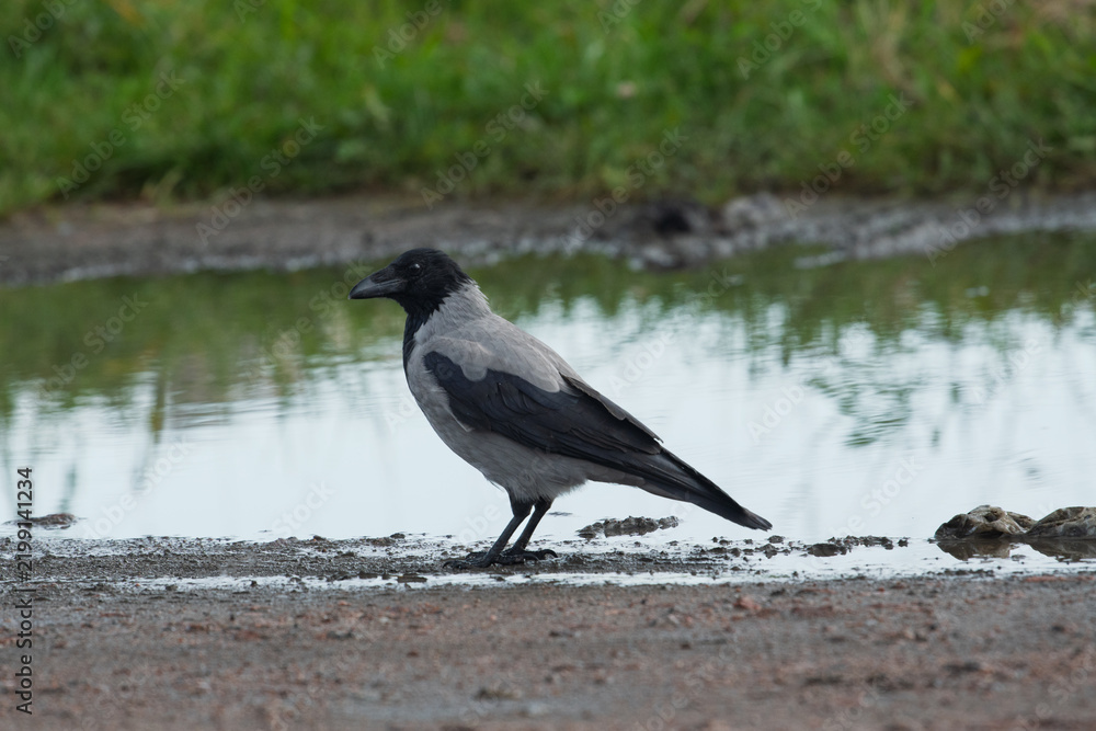 Obraz premium Hooded crow Corvus cornix walks on a wet dirt road between water puddles in a city park. Side view of a grey and black wild bird foraging outdoors, urban wildlife animal behavior. 