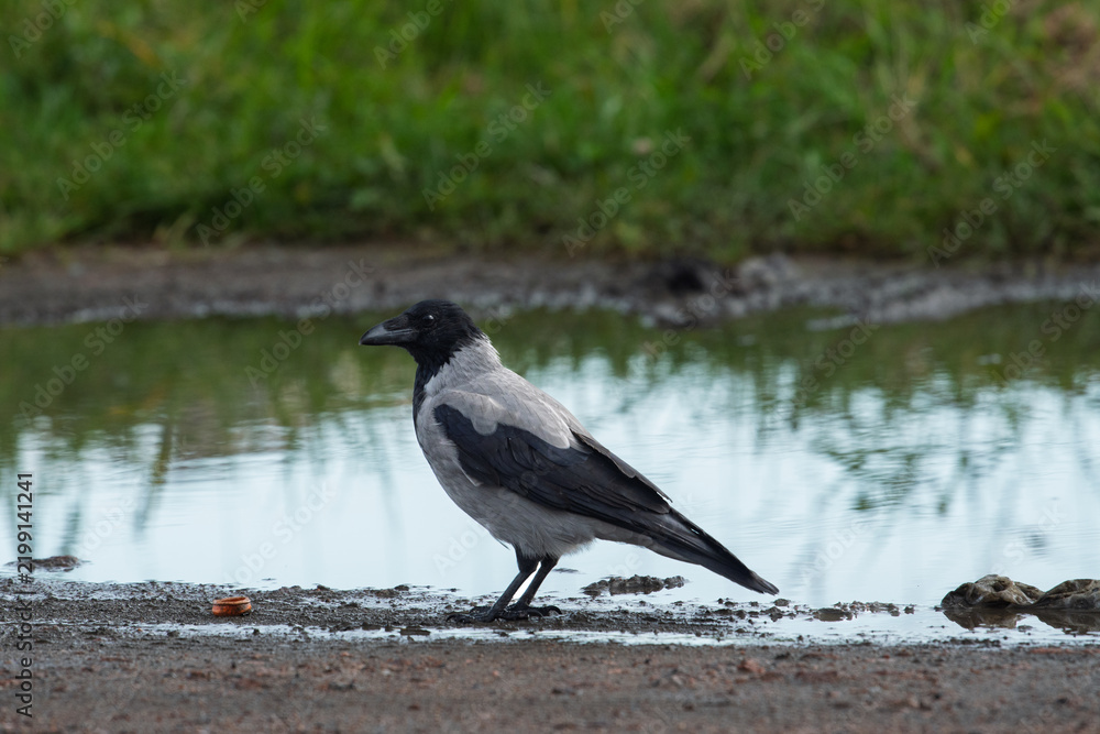Obraz premium Hooded crow Corvus cornix walks on a wet dirt road between water puddles in a city park. Side view of a grey and black wild bird foraging outdoors, urban wildlife animal behavior. 