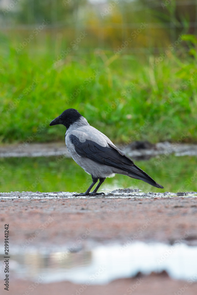 Obraz premium Hooded crow Corvus cornix walks on a wet dirt road between water puddles in a city park. Side view of a grey and black wild bird foraging outdoors, urban wildlife animal behavior. 