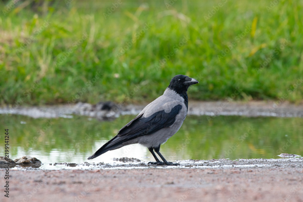 Obraz premium Hooded crow Corvus cornix walks on a wet dirt road between water puddles in a city park. Side view of a grey and black wild bird foraging outdoors, urban wildlife animal behavior. 