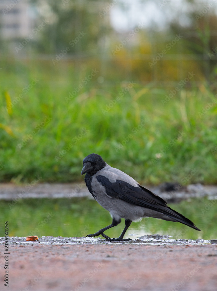 Obraz premium Wild hooded crow bird Corvus cornix standing near a water puddle on the ground. European smart grey and black raven lookalike reflecting in a clear puddle mirror surface outdoors. Wildlife animal. 