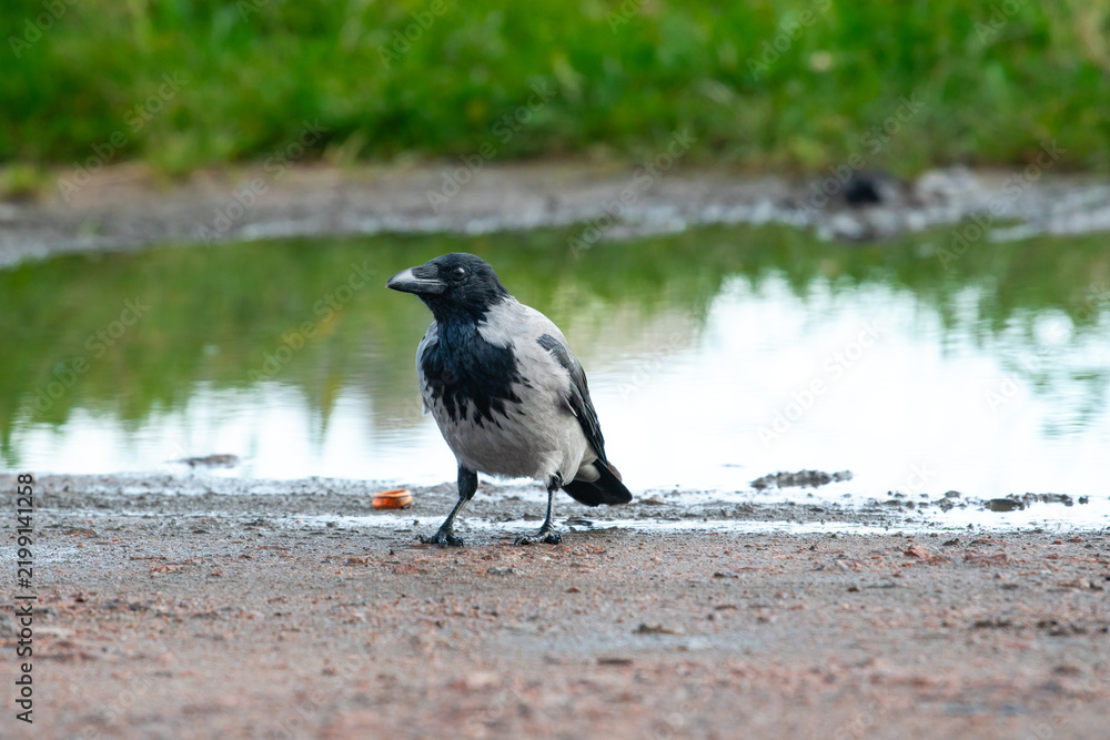 Obraz premium Hooded crow Corvus cornix walks on a wet dirt road between water puddles in a city park. Side view of a grey and black wild bird foraging outdoors, urban wildlife animal behavior. 
