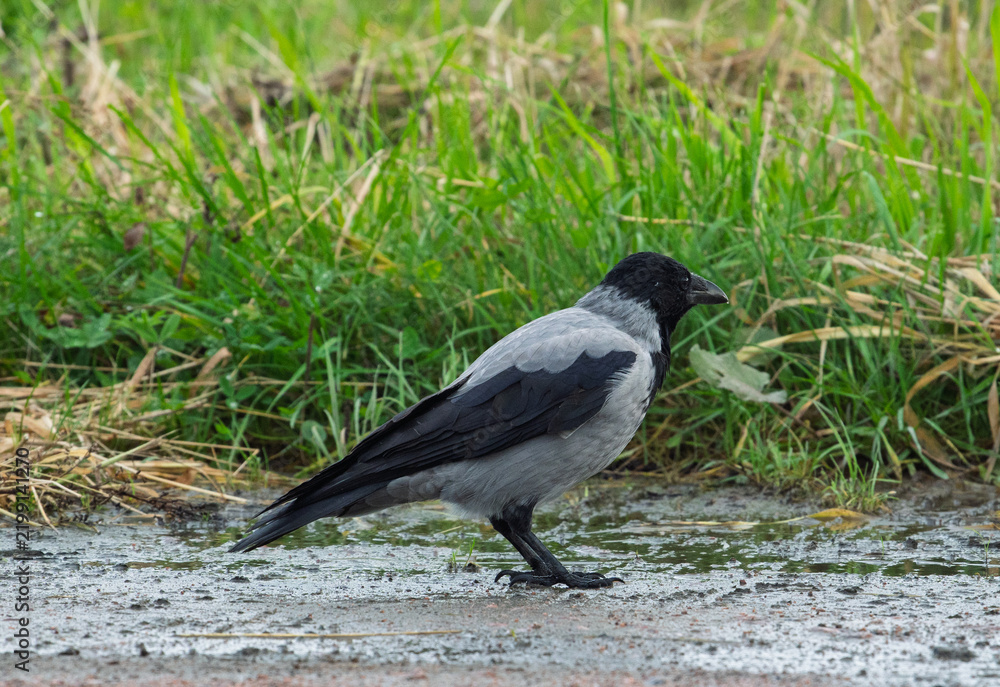 Obraz premium Hooded crow Corvus cornix walks in a mud water puddle looking for food on a grass background. Side view photo of a grey wild bird foraging and hunting for prey in a city park lawn, urban wildlife. 