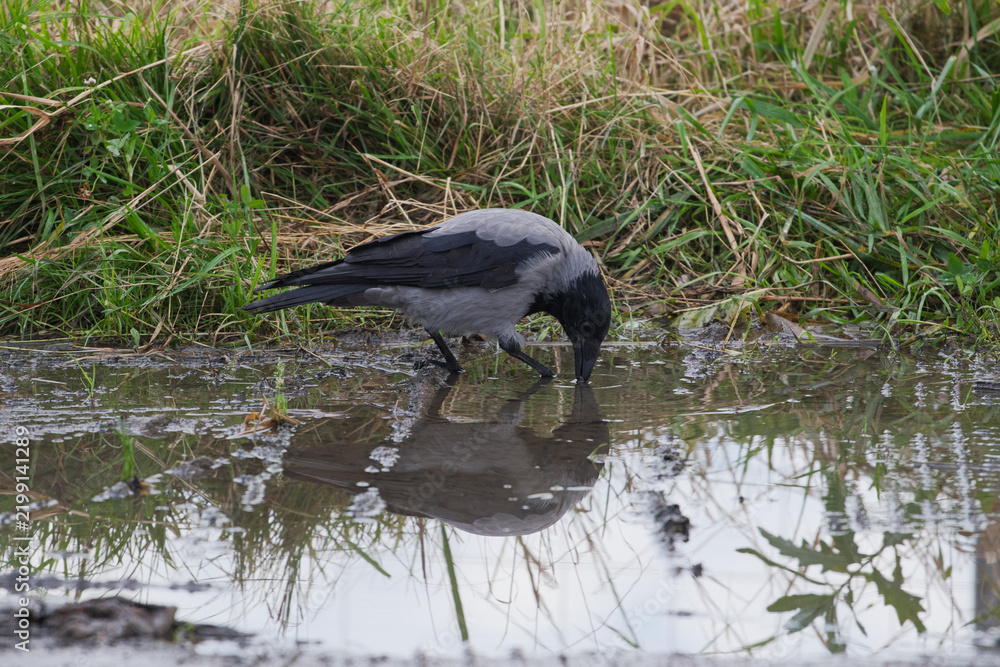 Obraz premium Hooded crow Corvus cornix walks in a mud water puddle looking for food on a grass background. Side view photo of a grey wild bird foraging and hunting for prey in a city park lawn, urban wildlife. 